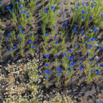 closeup of flowers