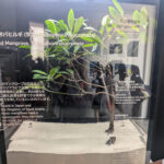 mangrove trees